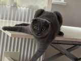 Scottish Fold Kızıma Aşıları Tam Beyfendiler arıyorum