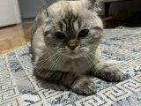 Scottish fold Kedim 11 aylık Kızanlık dönemindedir