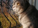 British shorthair kızıma eş arıyorum