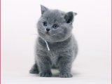 Minik Mucizeler: British Shorthair Yavrularıyla Tanışma Zamanı Geldi!