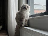 1.5 yaş erkek Scottish fold longhair