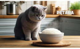 British Shorthair kediler pilav yer mi?