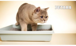 British Shorthair kediler neden kum yer?