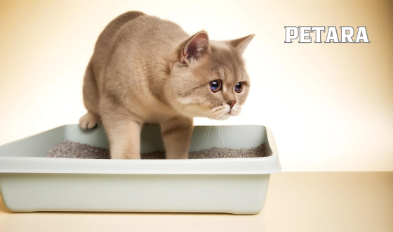 British Shorthair kediler neden kum yer?