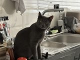 Russian blue oğlumuza dişi eş arıyoruz