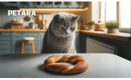 British Shorthair kediler simit yer mi?