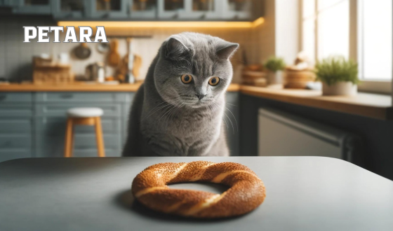 British Shorthair kediler simit yer mi?