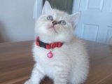 Minik Bir Harika: British Shorthair Yavrularıyla Hayatınızı Renklendirin!