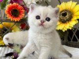 Renkli Patiler, Renkli Anılar: British Shorthair Yavrularıyla Tanışın!