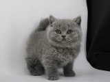 Hayalinizdeki Dost: British Shorthair Yavrularıyla Gerçekleşiyor!