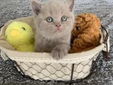 Mışıl Mışıl Güzellik: British Shorthair Yavrularıyla Buluşun!