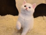 Kedi Cinsi Harikalar: British Shorthair Yavrularıyla Masal Başlasın!