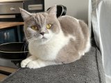 British Shorthair Dişi kedime British shorthair yada longhair Erkek kedi arıyorum