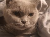 2 YAŞINDA DİŞİ BRITISH SHORTHAIR