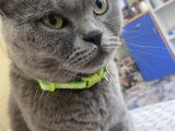 British shorthair eş arıyor