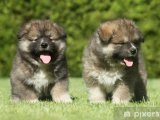 Büyük Sevgi Paketi: Kafkas Çoban Köpeği Yavruları Sahiplenilmeyi Bekliyor!