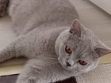 British shorthair 1.5 yaşında kızıma eş arıyoruz