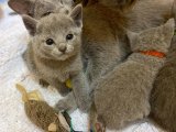 Hayalinizdeki Kediyle Tanışın: Satılık Russian Blue Yavru Kediler!