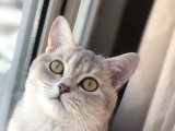 British shorthair kızıma eş arıyorum