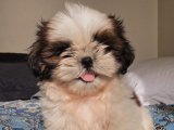 Yavru Güzellik Yarışması: Shih Tzu Tacındaki Tacı