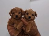 2aylık teacup poodle kalitesinde maltipolarım