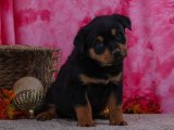 Rottweiler: Kalp Çalan Yavrular Şimdi Satışta!