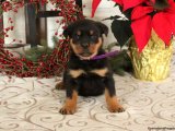 Zarafetin ve Sevginin Buluşma Noktası: Rottweiler Yavrularıyla!