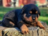 Rottweiler Güzellikleri: Minik Melekler Şimdi Satışta!