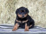 Prens ve Prenseslerin Krallığı: Rottweiler Yavruları Bekliyor!