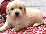 Minik Golden Retriever Mucizeleri: Yeni Ailelerini Bekliyor!