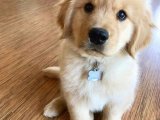 Şahane Golden Retriever Yavruları İçin Şimdi Hazır mısınız?