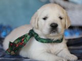 Golden Retriever Sevgisi: Özel Fırsatlar Kaçmaz!