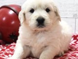 Minik Golden Retriever Harikaları: Yeni Bir Dost İçin Hazır mısınız?