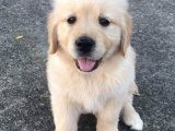 Golden Retriever Harikası: Yeni Evlerini Arıyorlar!