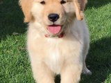 Golden Retriever Sevgisi: Sınırlı Sayıda Güzel Yavru!