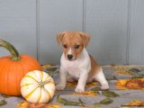 Yavru Moda İkonları: Jack Russell Terrier Yavru Koleksiyonu