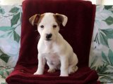 Yavru Güzellik Yarışması: Jack Russell Terrier Tacındaki Tacı