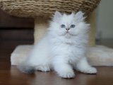 Sevgi Dolu Gözlerle: British Longhair Kedi Yavrularımız Sizleri İstiyor!