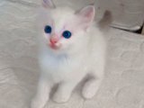 Maviş Ragdoll