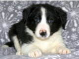 Yavru Aşkın İncileri: Border Collie Yavru Mücevherleri