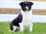 Sevimli Zaman Yolcusu: Border Collie Yavru Gezgin