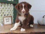 Minik Kraliyet Balosu: Border Collie Yavru Dansı