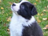 Yavru Güzellik Yarışması: Border Collie Tacındaki Tacı