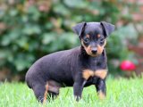 Süs Köpeği Masalı: Satılık Minyatür Pinscher Yavrularıyla Tanışın ve Hayalinizdeki Köpeği Bulun!