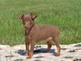 Süs Köpeği Aşkı: Satılık Minyatür Pinscher Yavrularıyla Tanışın ve Sevgiye Yolculuğa Çıkın!