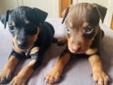 Hayalperest : Satılık Minyatür Pinscher Yavrularıyla Tanışın!