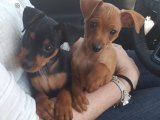 Göz Kamaştıran Anılar: Satılık Minyatür Pinscher Yavrularıyla Tanışın!