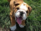 Yavru Moda İkonları: İngiliz Bulldog Yavru Koleksiyonu