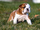 Sevgi Kokan Sabahlar: İngiliz Bulldog Yavru Günaydınları