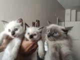 Ragdoll kedi yavruları yeni sahiplerini bekliyor.